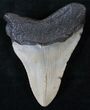 Bargain Megalodon Tooth - North Carolina #13812-2